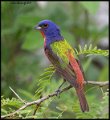 _9SB0155 painted bunting